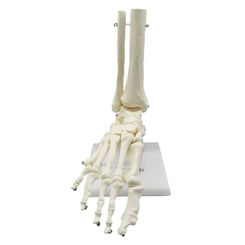 1:1 Анатомическая модель стопы человеческого скелета, стопа и лодыжка с голенью, анатомическая модель, Учебные ресурсы по анатомии