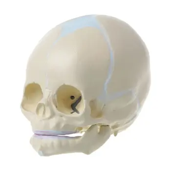 1: 1 Человеческий Эмбриональный Младенец, Медицинский Череп, Анатомическая модель скелета, Обучающая Su
