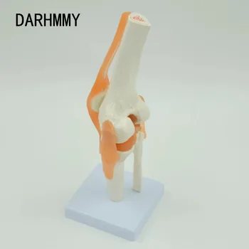 DARHMMY 1: 1 Гибкая модель коленного сустава со Связками и основанием Бедренной кости, большеберцовой и малоберцовой костей, Анатомическая модель Медицинского обучения