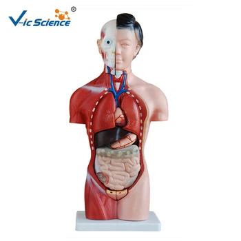 Горячая распродажа 42 см Медицинская Анатомическая модель органов человеческого тела, 15 частей, обучение студентов