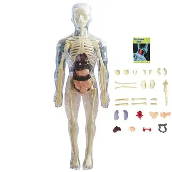 Детские Анатомические игрушки 3D Игрушка для человеческого тела Анатомическая модель тела Мягкая Анатомическая кукла для человеческого тела Реалистичный Съемный дисплей органов и костей