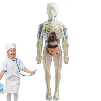 Модель Анатомии Человека 3D Модель Анатомии Тела Реалистичная Модель Человеческого Тела В Возрасте От 4 Лет Мягкое Человеческое Тело Для Научных И Образовательных Игрушек