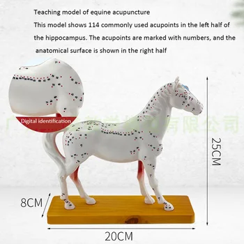 Модель точки акупунктуры Лошади Анатомическая Модель животного Анатомия тела Лошади Ветеринарная Обучающая модель