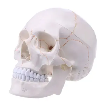 Модель человеческого черепа в натуральную величину, Анатомический скелет для медицинского обучения для Hea