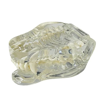 Прозрачные собачьи зубы, Анатомическая модель челюсти животного для ветеринарного учебного пособия