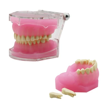 Стоматологический кабинет, обучающая модель, стандартная модель, съемные зубы, мягкая резинка