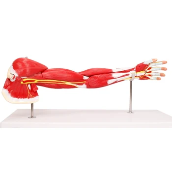Съемная медицинская обучающая машина из ПВХ, анатомическая модель мышц верхней конечности BIX-A1101