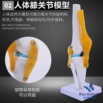 Функциональная модель коленного сустава человека: обучающая модель активности крестообразных связок мениска, коленной кости, надколенника